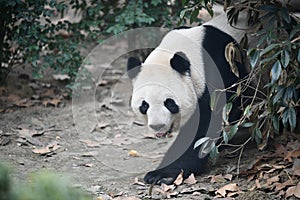 Portait of a giant panda