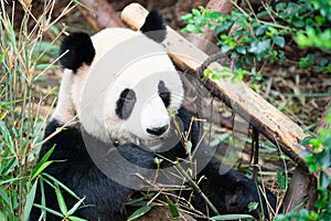 Portait of a Giant Panda eating bamboo leaves in Chengdu China