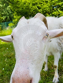 Portait of goat photo