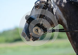 Portait of a horse trotter breed