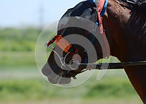 Portait of a horse trotter breed