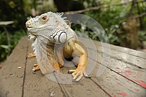 Portait of an iguana