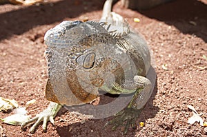 Portait of an iguana