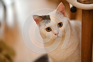 Portait of a lovely pet cat