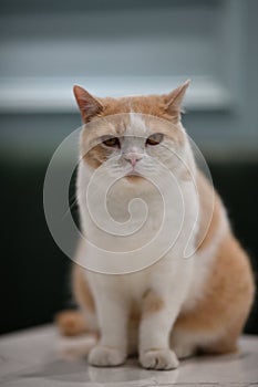 Portait of a lovely pet cat