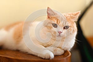 Portait of a lovely pet cat photo