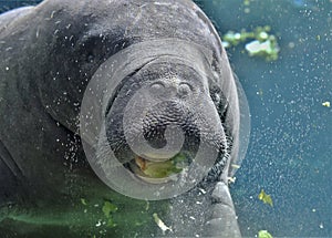 Portait of a manatee munching on lettuce
