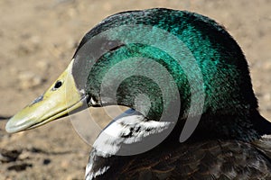 Portait of mixed breed duck