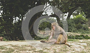 portait of the monkey with copyspace