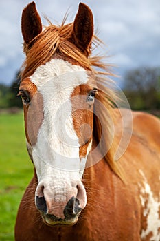Portait of overo patterned horse that is brown and white with two colored eyes