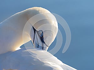 Portait in pose adult northern gannet in wild nature