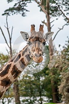 Portait of Rothschild`s girrafe female