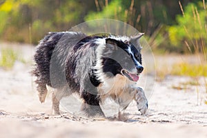 Portait of a running Border Collie