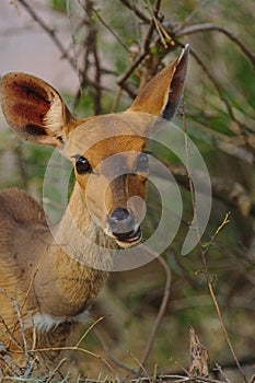 Portait of a steenbok, common small antelope of Kruger National Park, South Africa.