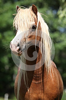 Portait of welsh mountain pony stallion on pasturage