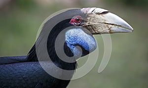 Portait of a wreathed hornbill bird