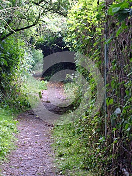 A Portal To The Faery Realm On The Darent Valley Path photo