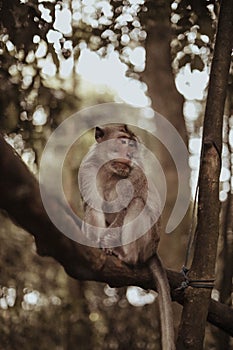 Portarit of adult macaque monkey is sitting on the trunk of a tree. Monkey forest, Ubud, Bali, Indonesia photo