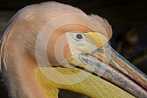 Portarit the male Great White Pelican, Pelecanus onocrotalus photo