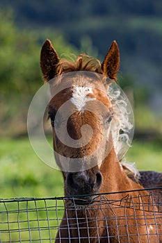 Portarit of a piebald three months old foal in a green meadow overlooking from a fence.