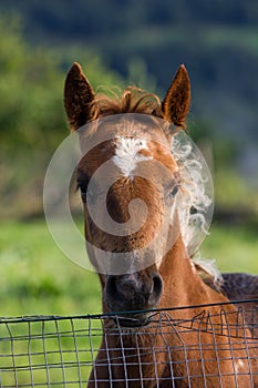 Portarit of a piebald three months old foal in a green meadow overlooking from a fence. photo