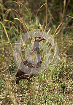 Portarit of a Red-necked spurfowl, Masai Mara photo