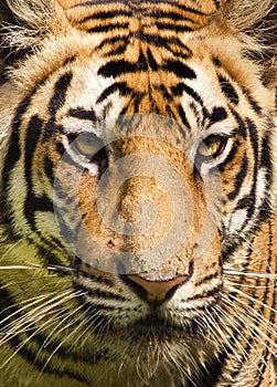 Portarit of a royal bengal tiger