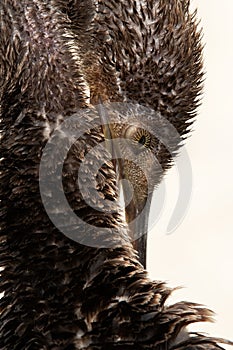 Portarit of a Socotra cormorant at Busaiteen coast, Bahrain photo