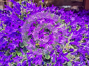 Portenschlag's Bellflower, Campanula portenschlagiana,. Purple bell flowers