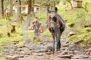 Porter donkey. Nepal photo