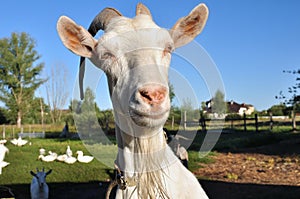 Porter white goat, farm