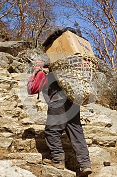 Porters carry heavy load in Himalaya, Nepal