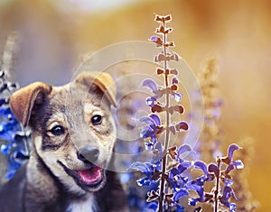 portert cute adorable puppy sits on a Sunny summer meadow of bright purple flowers