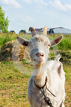 Portrait of a white farm goat. A rustic goat with large beautiful horns with a collar grazes in the meadow. Goat head with beard