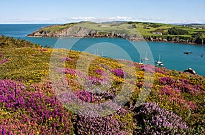 Porth Wen heather and gorse