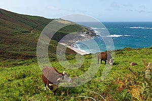 Portheras Cornwall on the Cornish coast South West of St Ives