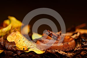 Porthidium nasutum, Hognosed Pitviper, brown danger poison snake in the forest vegetation. Forest reptile in habitat, on the groun