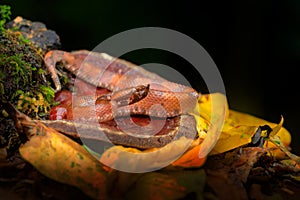 Porthidium nasutum, Hognosed Pitviper, brown danger poison snake in the forest vegetation. Forest reptile in habitat, on the groun