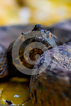 Porthidium nasutum, Rainforest Hognosed Pitviper, brown danger poison snake in the forest vegetation.