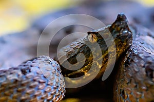 Porthidium nasutum, Rainforest Hognosed Pitviper, brown danger poison snake in the forest vegetation.