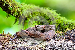 Porthidium nasutum, Rainforest Hognosed Pitviper, brown danger poison snake in the forest vegetation.