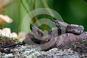 Porthidium nasutum, Rainforest Hognosed Pitviper, brown danger poison snake in the forest vegetation.