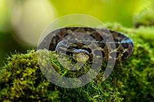 Porthidium nasutum, Rainforest Hognosed Pitviper, brown danger poison snake in the forest vegetation.