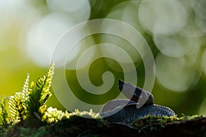 Porthidium nasutum, Rainforest Hognosed Pitviper, brown danger poison snake in the forest vegetation. Forest reptile in habitat,