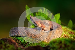 Porthidium nasutum, Rainforest Hognosed Pitviper, brown danger poison snake in the forest vegetation. Forest reptile in habitat,