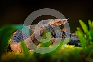 Porthidium nasutum, Rainforest Hognosed Pitviper, brown danger poison snake in the forest vegetation. Forest reptile in habitat,