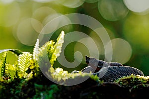 Porthidium nasutum, Rainforest Hognosed Pitviper, brown danger poison snake in the forest vegetation. Forest reptile in habitat,