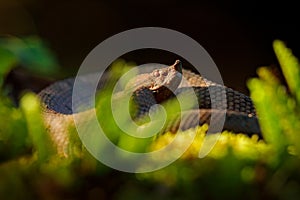 Porthidium nasutum, Rainforest Hognosed Pitviper, brown danger poison snake in the forest vegetation. Forest reptile in habitat,