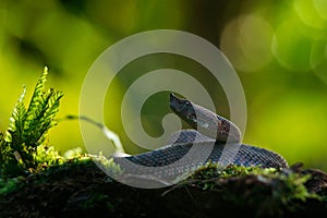 Porthidium nasutum, Rainforest Hognosed Pitviper, brown danger poison snake in the forest vegetation. Forest reptile in habitat,