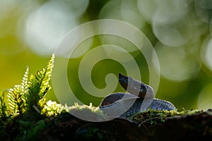 Porthidium nasutum, Rainforest Hognosed Pitviper, brown danger poison snake in the forest vegetation. Forest reptile in habitat,